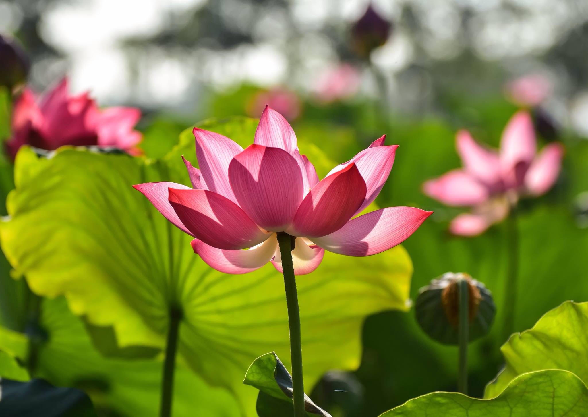 Huế dịu dàng thơm ngát mùa sen