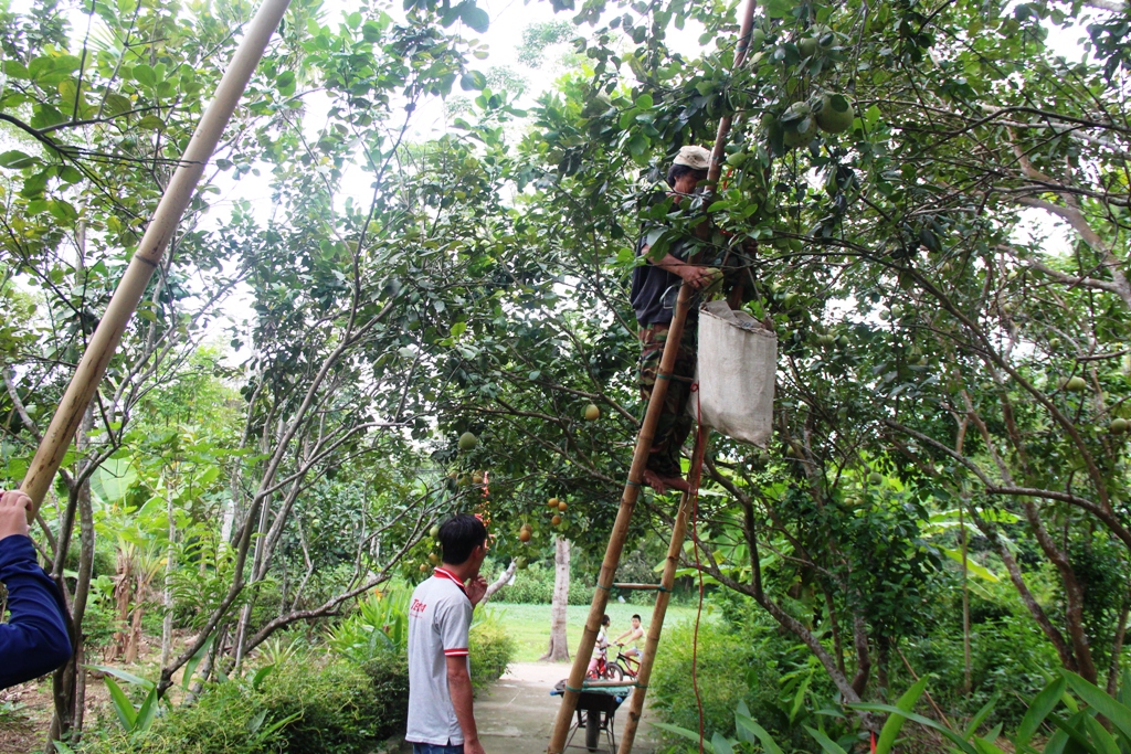 Thanh trà trứ danh Thủy Biều vào mùa
