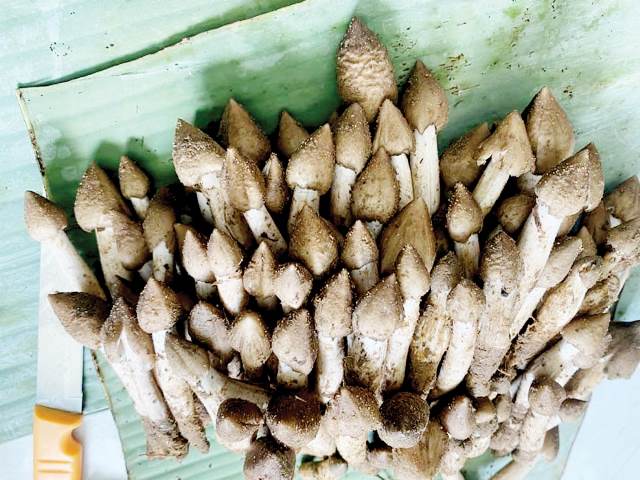 “Săn” nấm mối