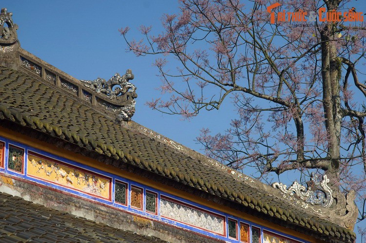 Truyền thuyết ly kỳ về cây ngô đồng ở Cố đô Huế
