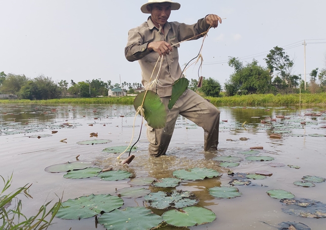Phát triển thương hiệu “Sen Huế” bền vững 